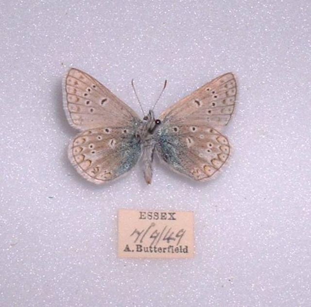 Polyommatus icarus male (Common blue verso aberration 1949) Internet Image property of respective owner, non-commercial use only